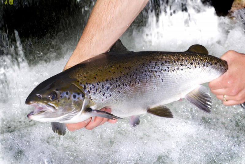 Форель Oncorhynchus