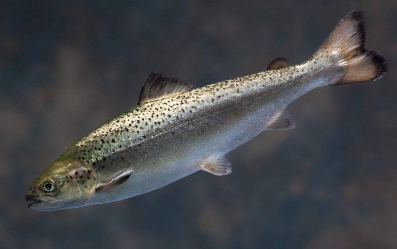 Чавыча Oncorhynchus tshawytscha