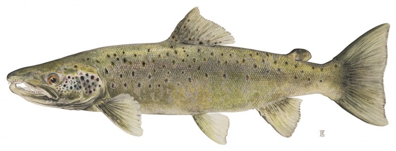 Salmo Salar рыба