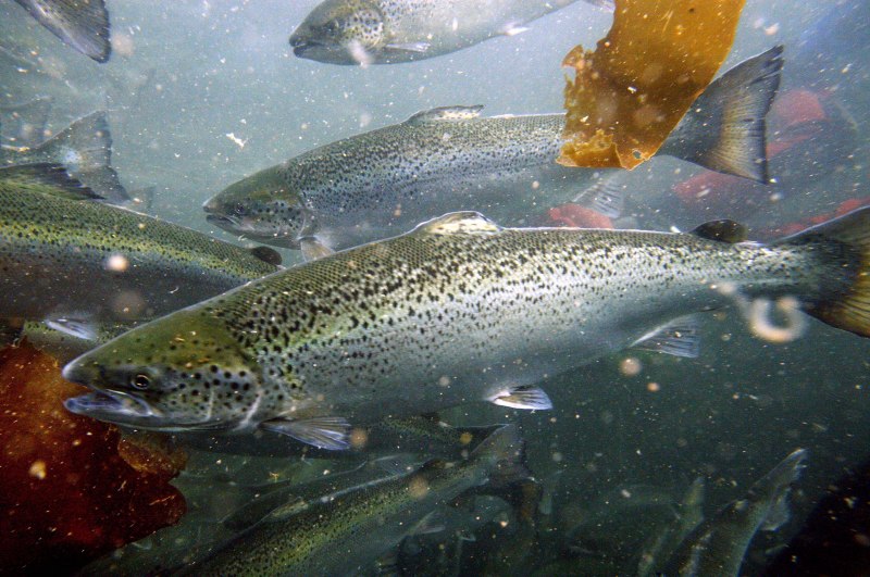 Озерный лосось Salmo Salar Morpha Sebago