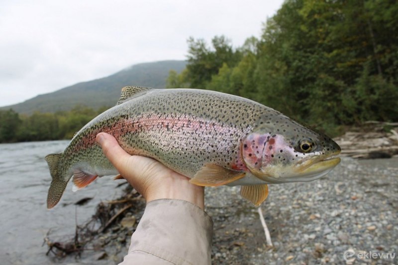 Лосось Salmo Salar