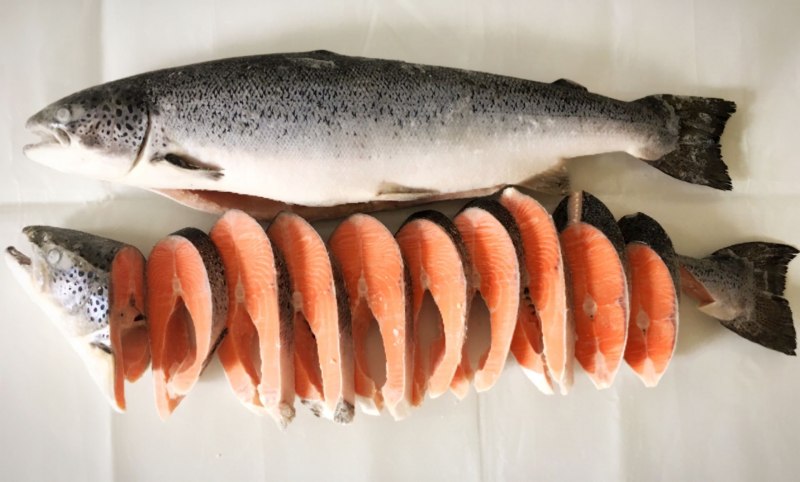 Радужная форель Oncorhynchus mykiss