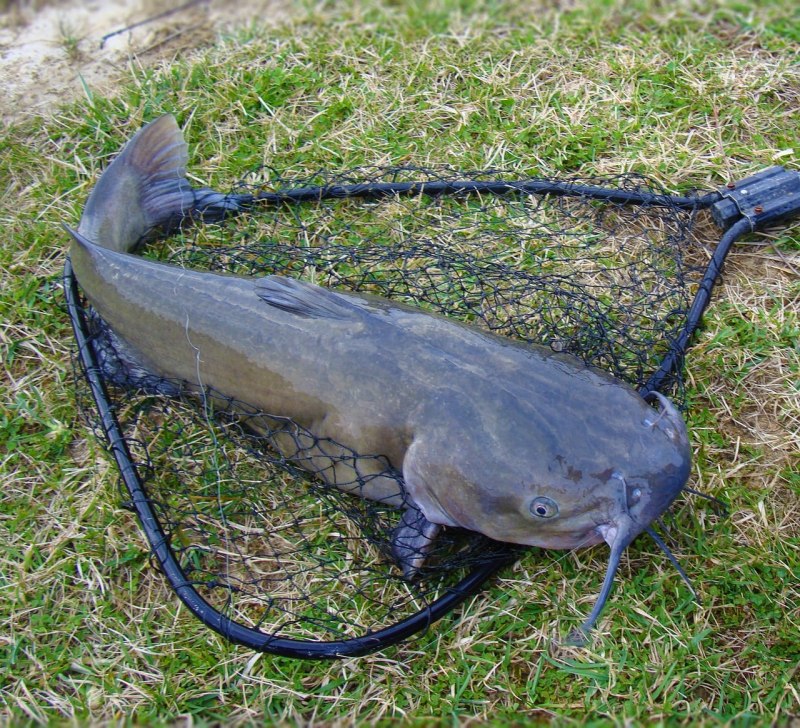 Catfish рыба