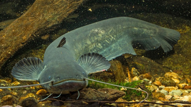 Wels Catfish