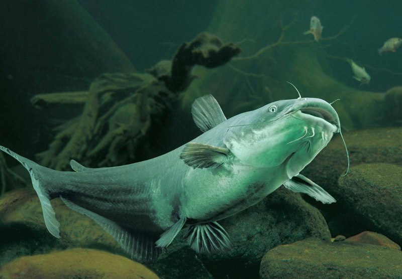 Обыкнове́нный сом Silurus GLANIS)