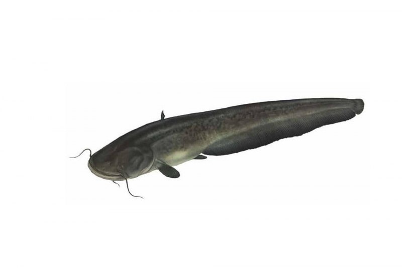 Европейский сом Silurus GLANIS