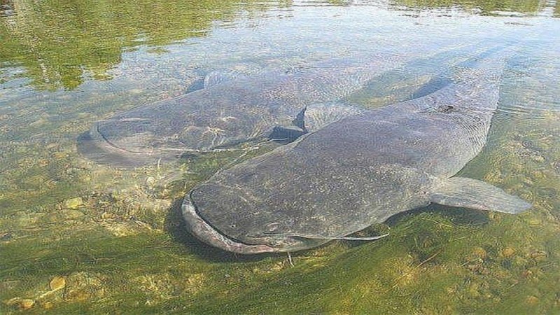 Речные монстры сом людоед
