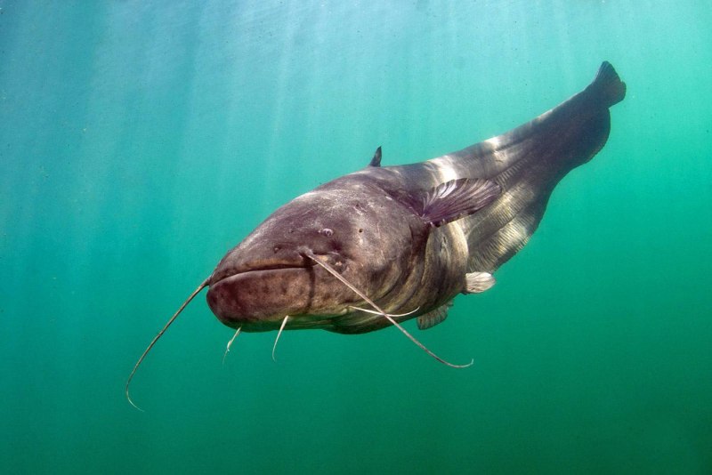 Сом (Silurus