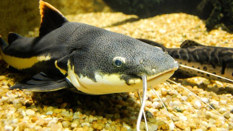 Обыкнове́нный сом Silurus GLANIS)