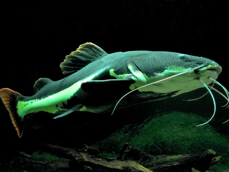Морской сомик