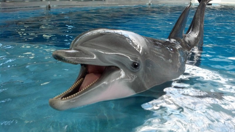 Дельфин теплокровный (64 фото)