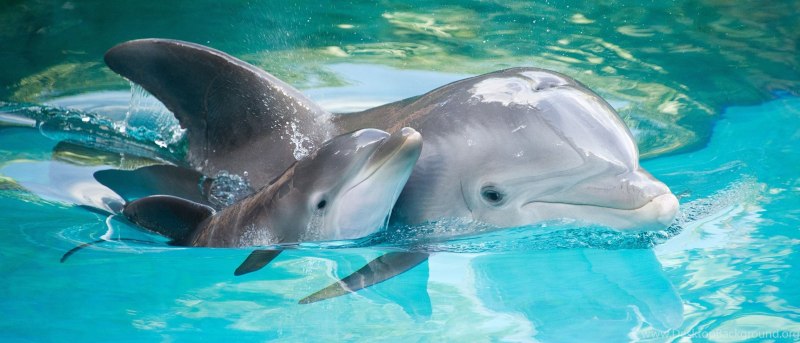 Ocean Park Hong Kong дельфинарий
