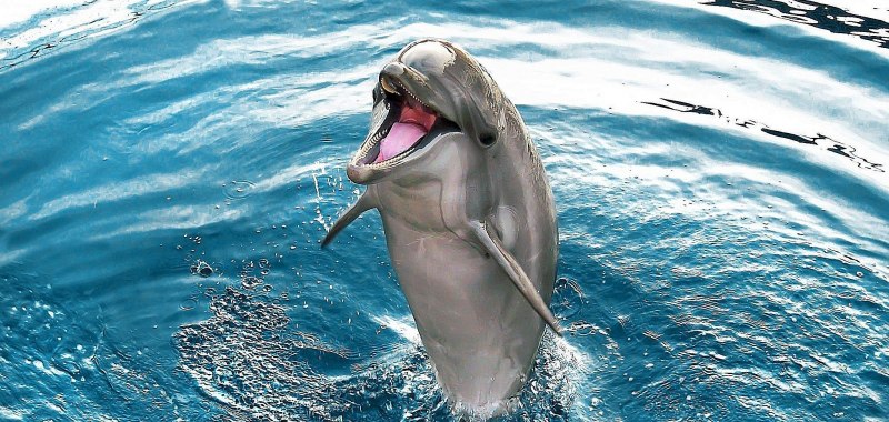 Uniq Dolphin