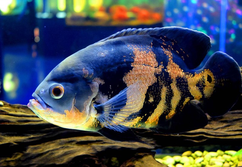 Parachromis loisellei