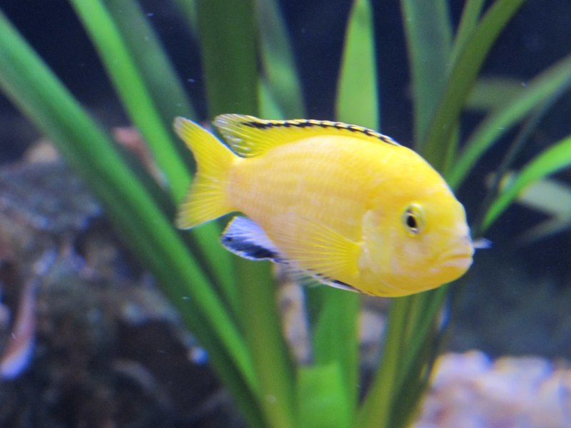 Maylandia lombardoi (Kennyi Cichlid)