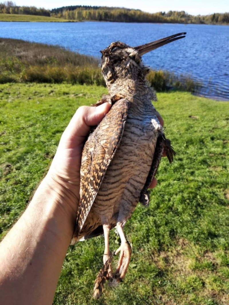 Кулик вальдшнеп, Лесной Кулик (Scolopax rusticola)