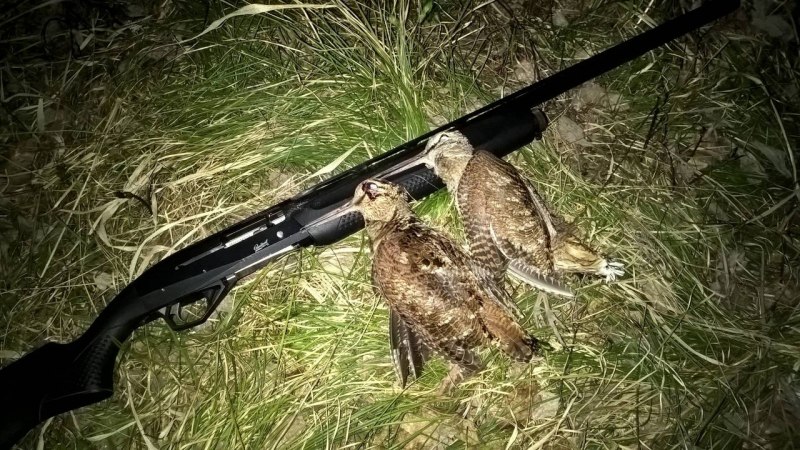 Чучело вальдшнепа