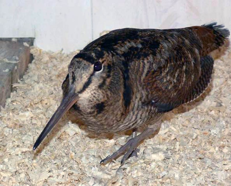 Брошь Woodcock вальдшнеп