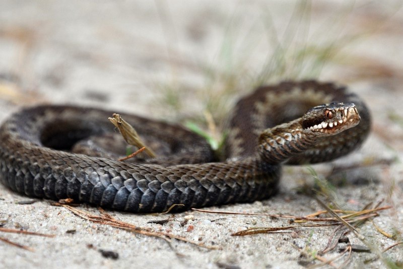 Гюрза Vipera lebetina