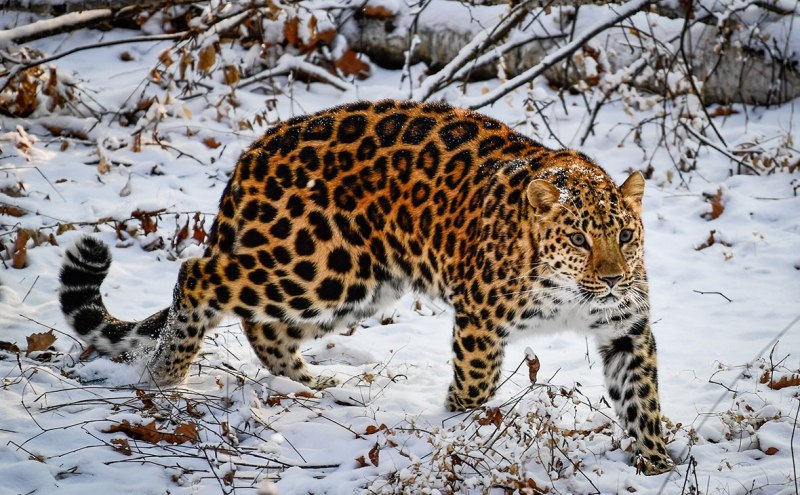 Дальневосточный леопард (Panthera pardus orientalis)