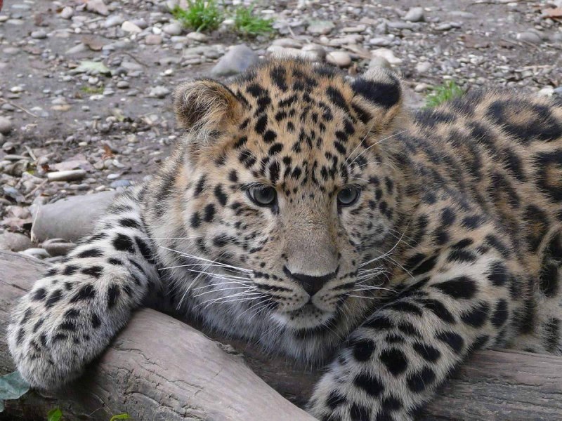 Дальневосточный (Амурский) леопард (Panthera pardus orientalis)
