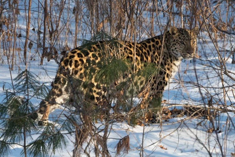 Дальневосточный Амурский леопард