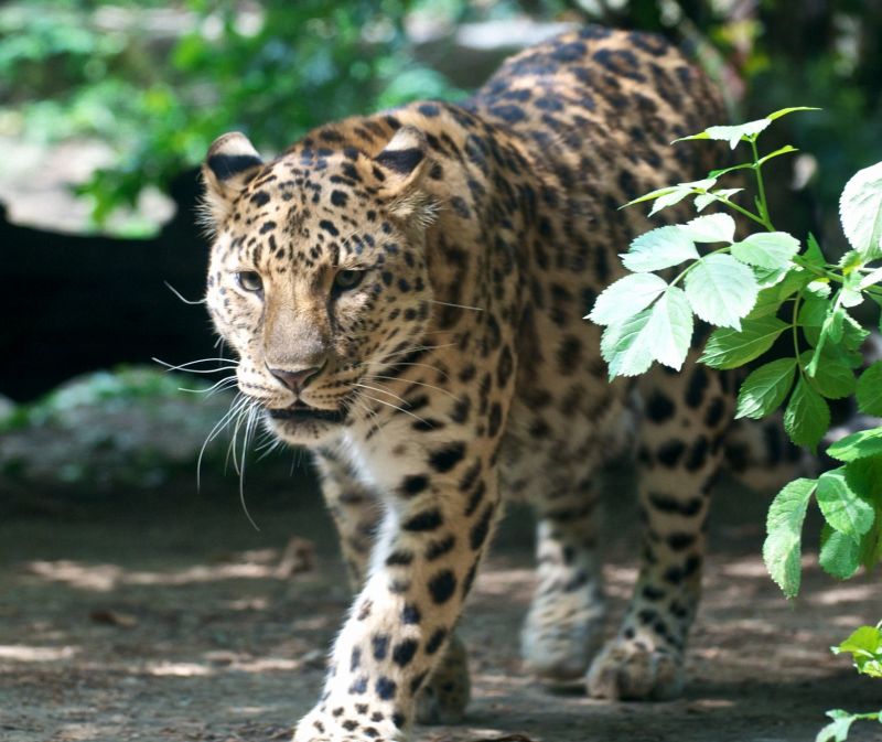 Дальневосточный леопард (Pantera pardus orientalis)