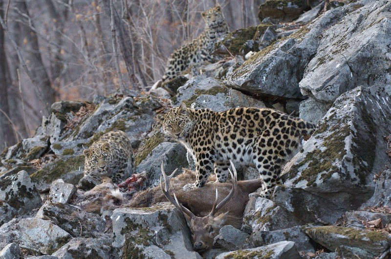 Самка Амурского леопарда
