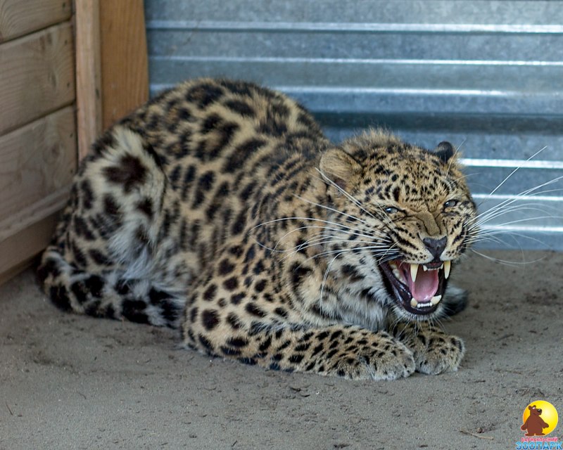 Panthera pardus orientalis