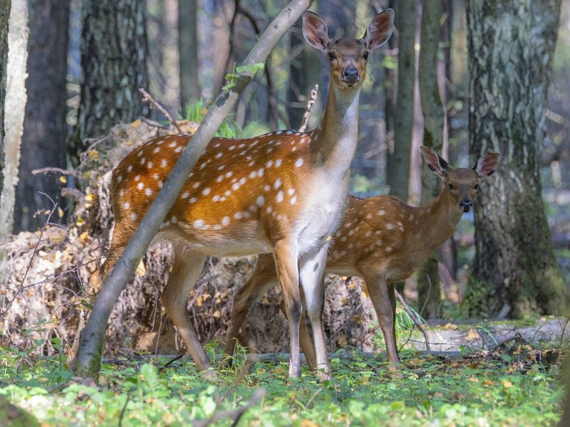 Уссурийский пятнистый олень Cervus Nippon hortulorum