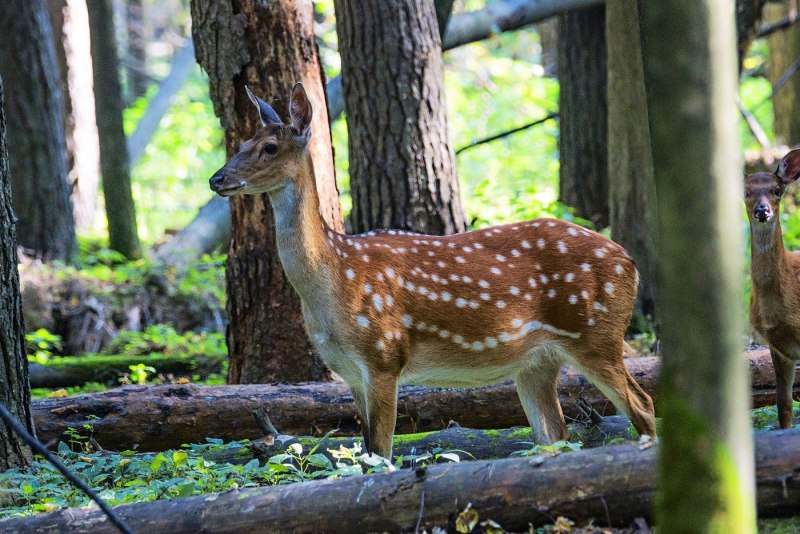 Филиппинский пятнистый олень (Cervus alfredi)