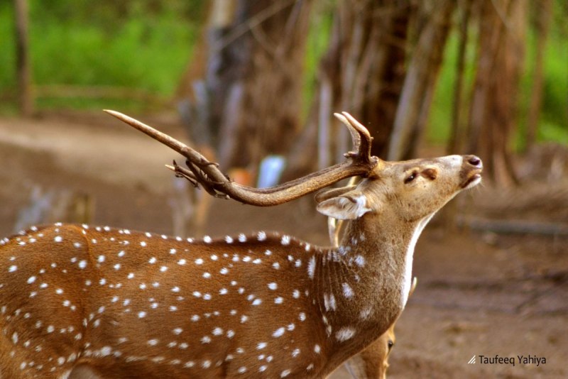 Филиппинский пятнистый олень (Cervus alfredi)