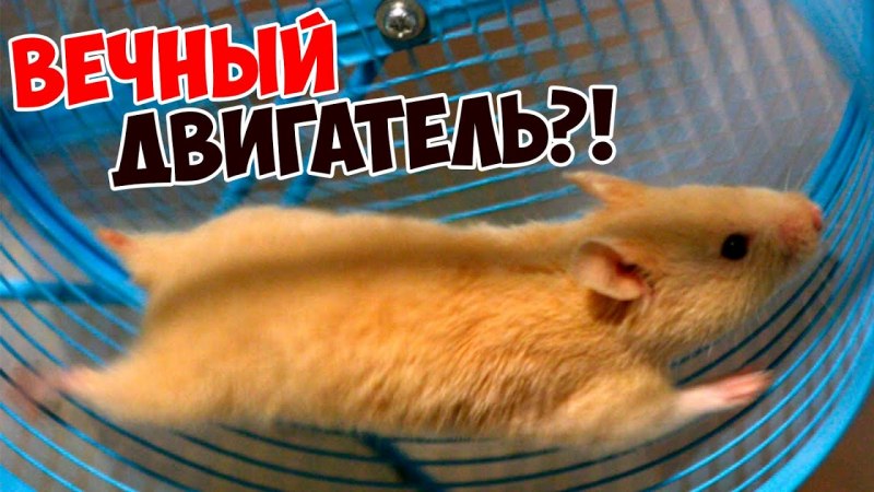Хомяк с набитыми щеками