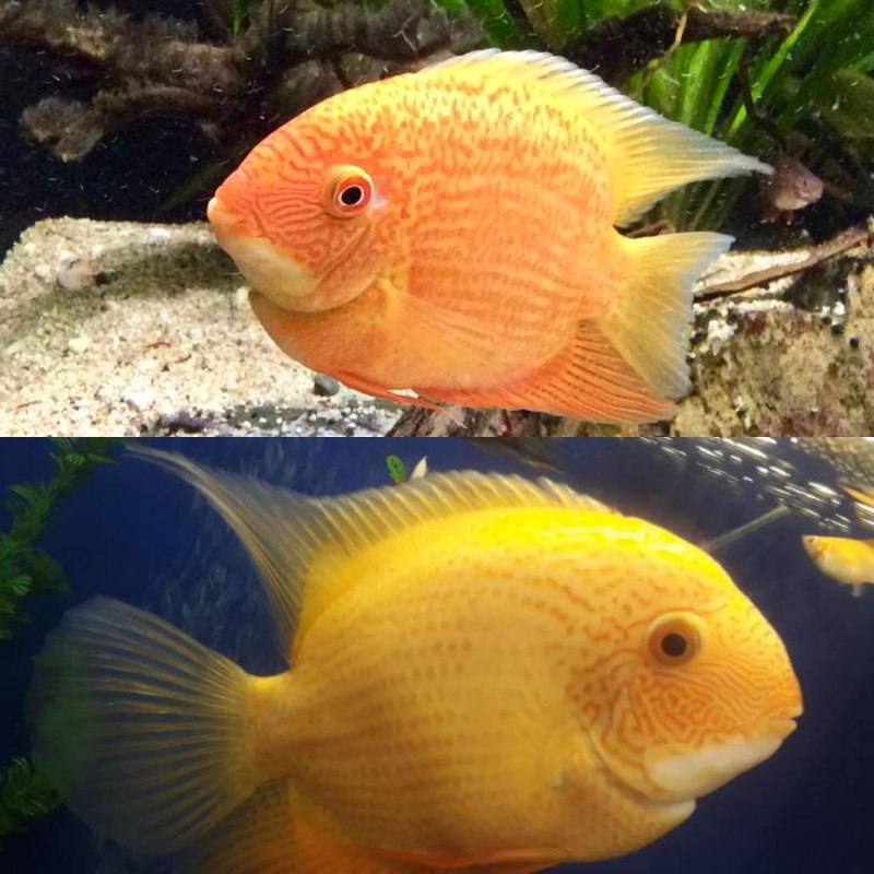 Цихлазома северум "красный жемчуг" (Heros Severum var."Red Perl") XL (11-20 см)