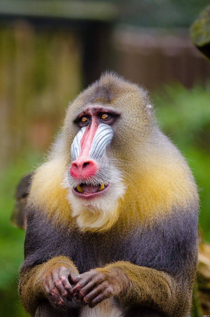 Mandrillus Leucophaeus