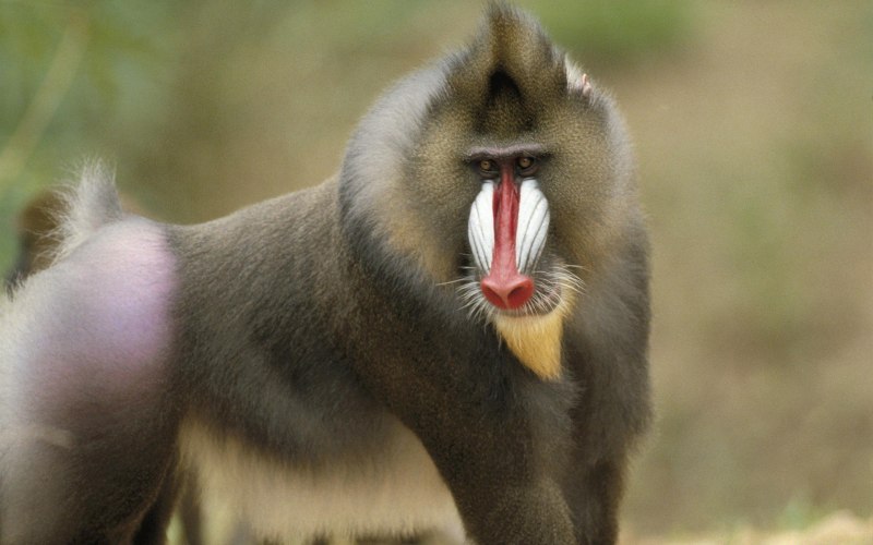 Mandrill photo