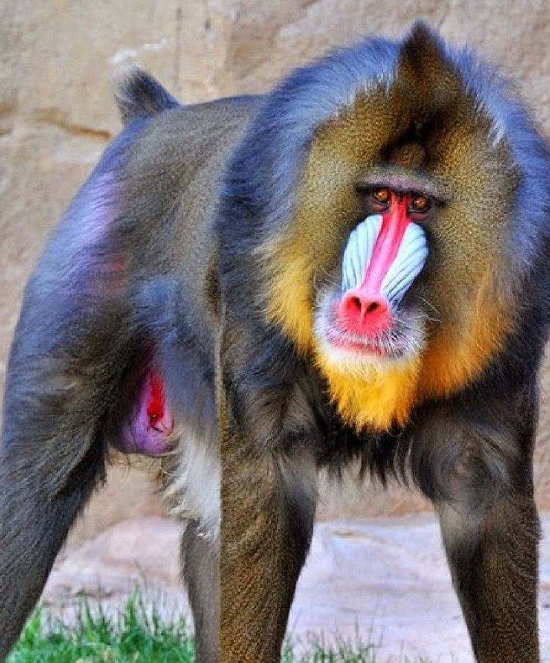 Mandrillus Sphinx