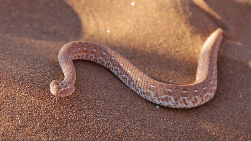 Bitis peringueyi