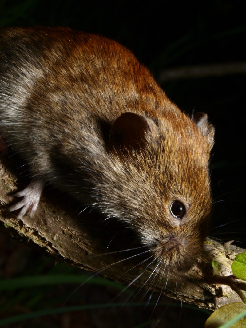 Полёвка рыжая (лат. Myodes glareolus)