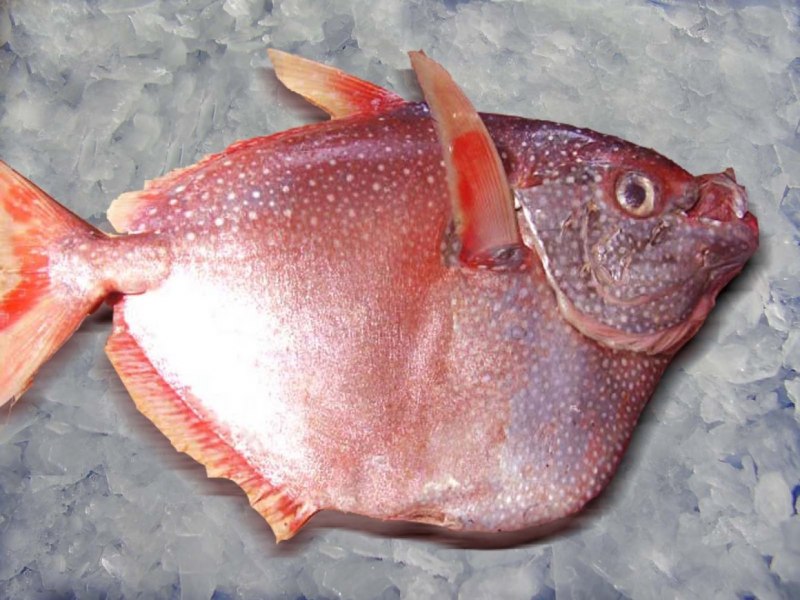Coryphaenoides rupestris