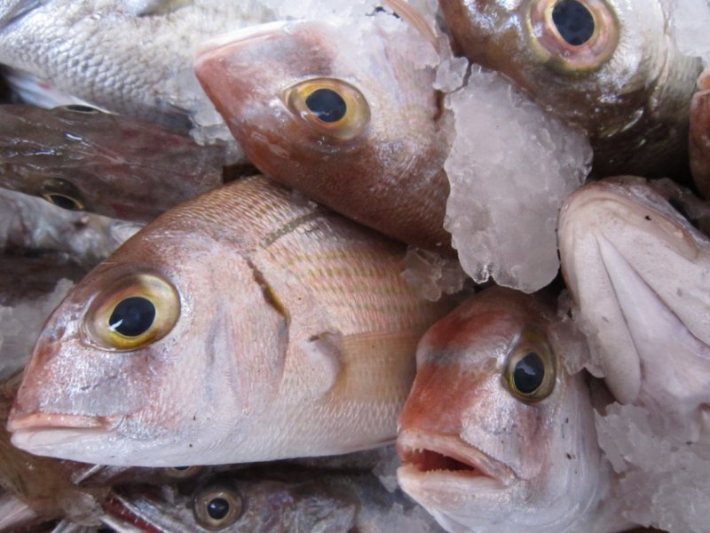Морская рыба хоки