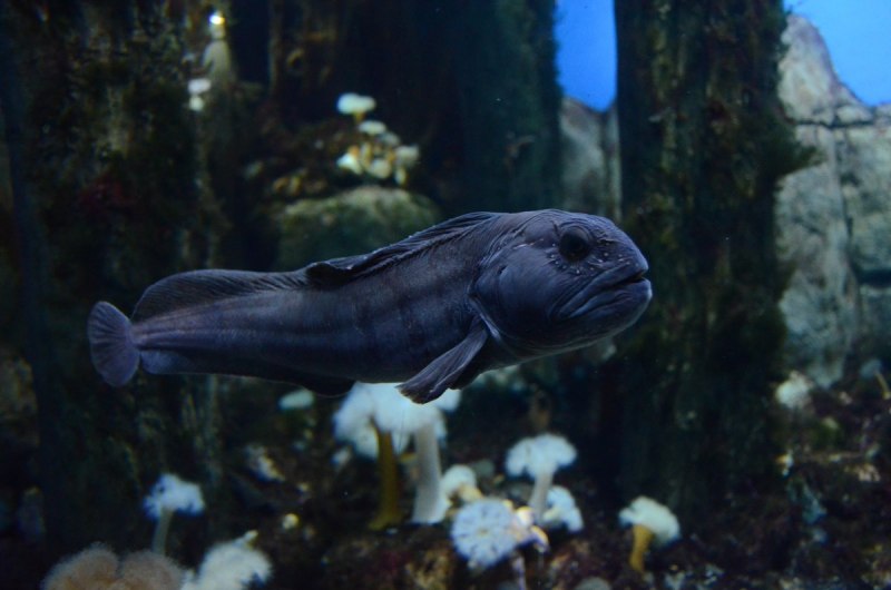 Морская камбала (pleuronectes platessa)