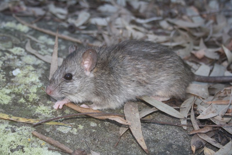 Peromyscus maniculatus