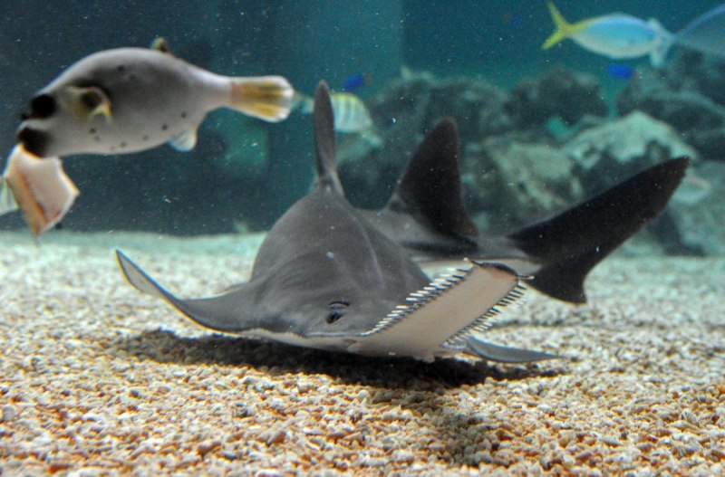 Гребенчатый пилорыл (common Sawfish)