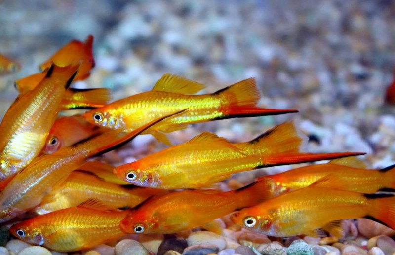 Меченосец Миллера (Xiphophorus milleri)