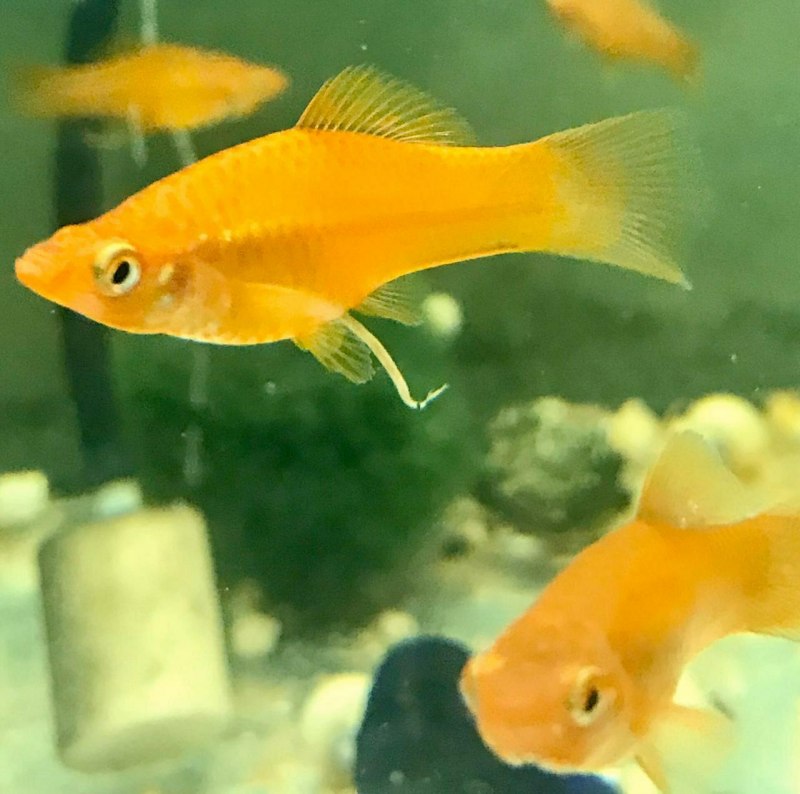 Xiphophorus hellerii