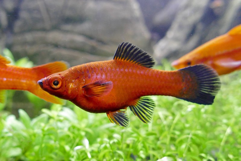 Xiphophorus hellerii