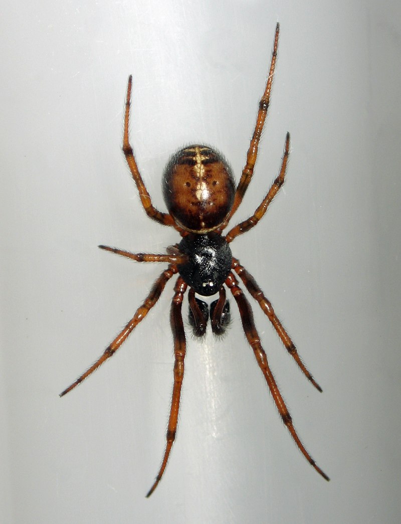 Steatoda triangulosa