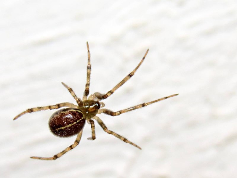 Steatoda grossa паук