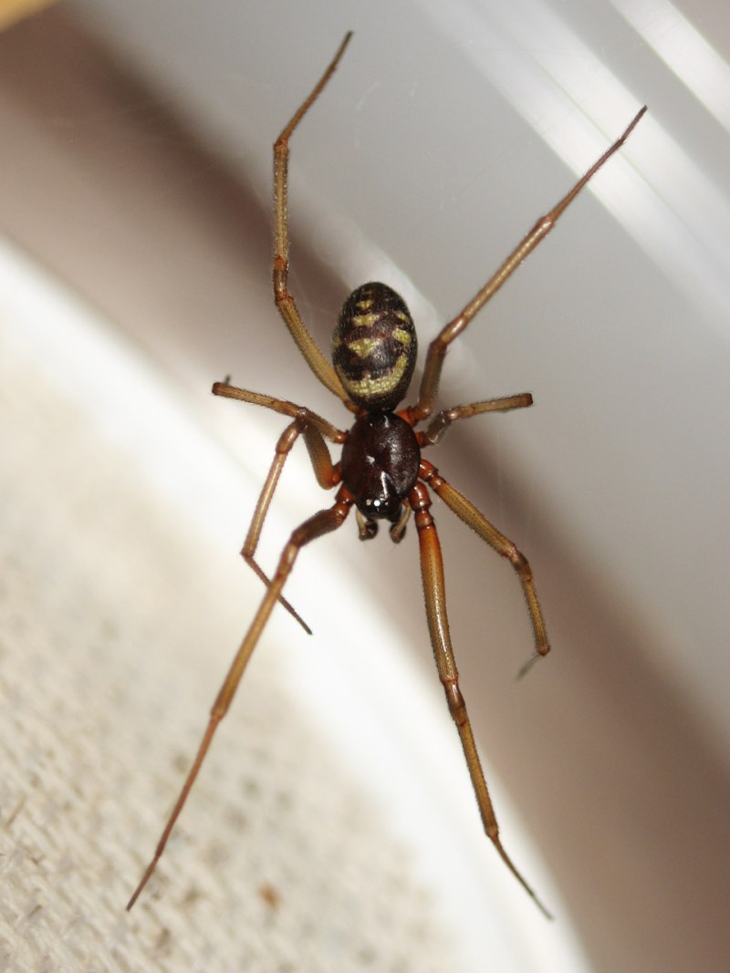 Стеатода крупная - Steatoda grossa.